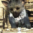 E3 2010: Sony explica la ausencia de The Last Guardian